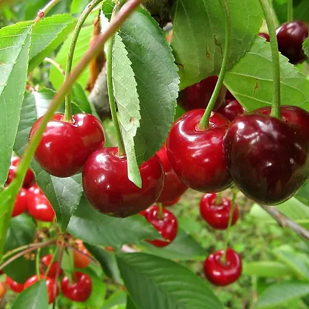 L'oro Rosso * 马洛斯蒂卡